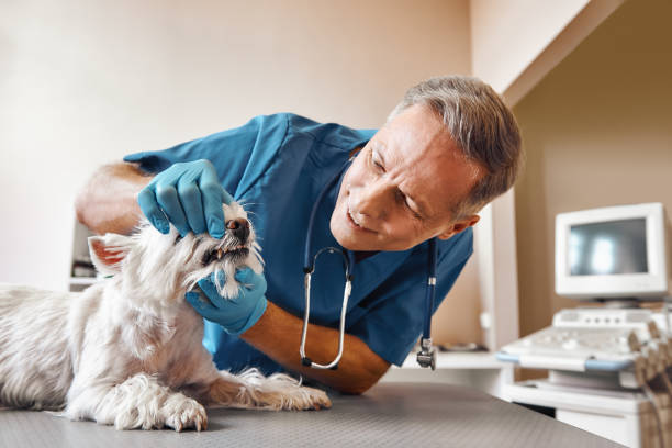 Best Dental Abscess Treatment in White City, FL